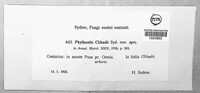 Phyllocelis clibadii image